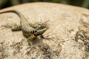 Close-up of a lizard basking on a rock in Minas Gerais, Brazil. jigsaw puzzle