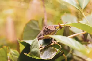 A detailed shot of a chameleon blending with green leaves in Thailand's lush jungle. jigsaw puzzle