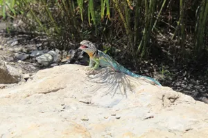 A colorful lizard basking on a rocky surface surrounded by greens on a sunny day. jigsaw puzzle