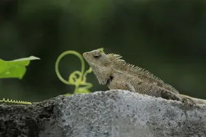 Close-up of an oriental garden lizard resting on a concrete surface with a green backdrop. jigsaw puzzle
