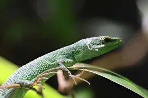 Close-up of a green lizard perched on a tropical leaf in a rainforest setting. jigsaw puzzle
