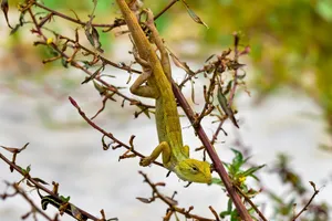 Detailed image of a green lizard resting on a branch surrounded by foliage. jigsaw puzzle
