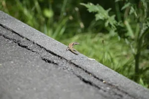 A lizard basks on a sunlit pavement, showcasing its natural habitat. jigsaw puzzle