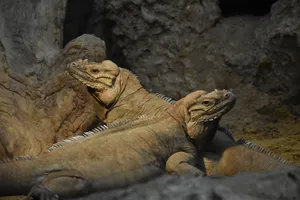 Two Mona Ground Iguanas bask in their rocky enclosure, showcasing their unique features. jigsaw puzzle