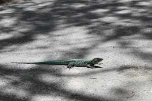 A vibrant blue lizard with white spots basks on a shaded asphalt road in Aruba. jigsaw puzzle