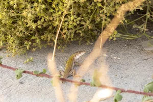 A lizard sitting near a bush on concrete, blending into its surroundings. jigsaw puzzle