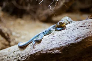 A vibrant lizard enjoys a sunlit rest on a log in a natural setting. jigsaw puzzle