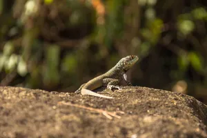 A detailed close-up of a lizard basking on a rock, showcasing its vibrant colors in natural light. jigsaw puzzle