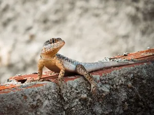 A calango lizard basking on a rustic wall in Preá, Ceará, Brazil. jigsaw puzzle