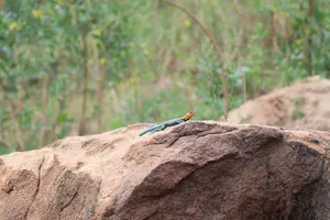 A vibrant agama lizard basking on a rock with a blurred natural background, showcasing colorful scales. jigsaw puzzle