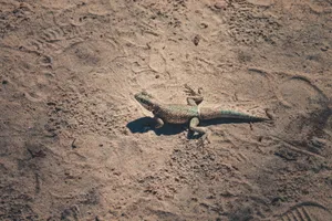A lizard basking in the sun on a sandy beach, showcasing its natural habitat. jigsaw puzzle
