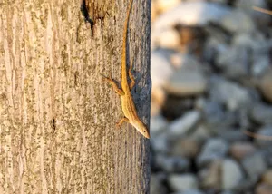 A Florida scrub lizard resting upside down on tree bark, basking in sunlight. jigsaw puzzle