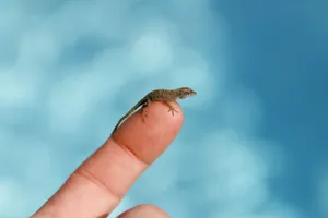 A close-up shot of a tiny lizard perched on a person's finger against a blurred blue background. jigsaw puzzle