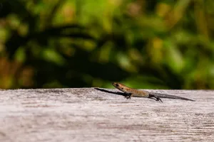 A detailed close-up image of a lizard basking on a wooden surface with a blurred natural background. jigsaw puzzle