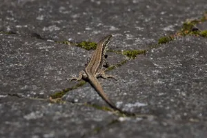 Detailed image of a small lizard basking on a textured stone surface outdoors. jigsaw puzzle