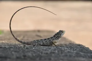 Detailed close-up of a camouflaged lizard with a curved tail basking on a rock. jigsaw puzzle