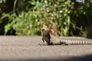 Close-up of a lizard basking on a sunlit sidewalk in Sydney, surrounded by greenery. jigsaw puzzle