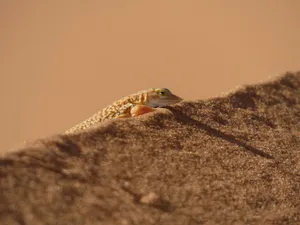 A small lizard rests on a sandy dune in the desert, set against a warm sunset backdrop. jigsaw puzzle