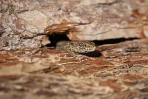 Detailed close-up of a lizard blending into tree bark, showcasing natural camouflage. jigsaw puzzle