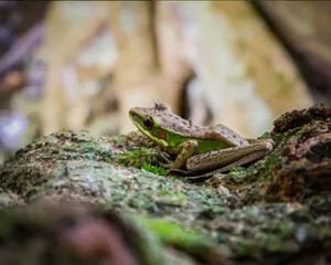 A vibrant green and brown frog sits on a moss-covered rock in a natural setting in West Kalimantan, Indonesia. jigsaw puzzle