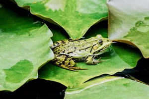 Macro shot of a green frog perched on lily pads, highlighting its natural habitat. jigsaw puzzle