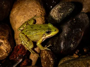 Detailed macro photo of a green frog perched on wet stones in Aukštadvaris, Lithuania, showcasing nature's beauty. jigsaw puzzle