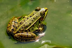 A detailed close-up of a green frog sitting in water, showcasing its textured skin and natural habitat. jigsaw puzzle
