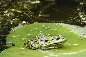 A common European frog resting on a large lily pad in the wetlands of Bilthoven, Netherlands. jigsaw puzzle