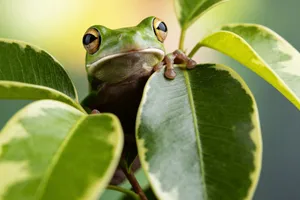 Close-up of a green tree frog peering through vibrant green leaves. jigsaw puzzle