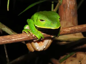 Captivating close-up of a green tree frog on a branch in the Amazon rainforest. jigsaw puzzle