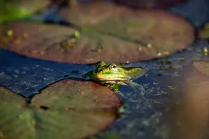 A vivid close-up of a green frog peeking through lily pads in a tranquil pond. jigsaw puzzle