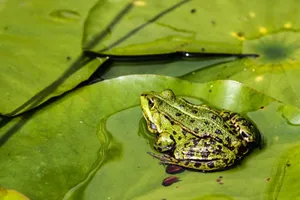 Close-up of a green frog sitting on a lily pad in a tranquil pond, Augsburg. jigsaw puzzle