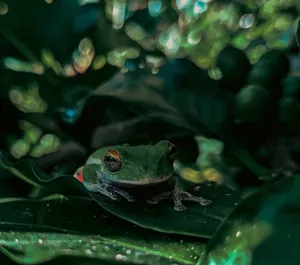 Close-up of a White-Lipped Bright-Eyed Frog amidst tropical foliage in Tlacuilotepec, Mexico. jigsaw puzzle