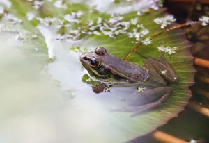 A detailed close-up of a frog sitting on a lily pad in a tranquil pond. jigsaw puzzle