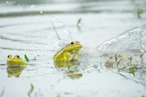 Two vibrant frogs in a water setting with natural splash, showcasing wildlife and nature. jigsaw puzzle
