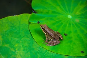 Detailed close-up of a brown frog sitting on a vibrant green leaf, captured outdoors in natural light. jigsaw puzzle
