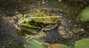Detailed close-up of a green frog sitting in a natural pond environment. jigsaw puzzle