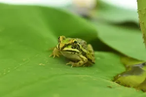 Detailed macro shot of a green frog resting on a lily pad, showcasing natural wildlife. jigsaw puzzle