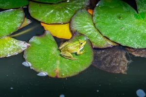 A vibrant frog rests on a water lily pad in a tranquil pond, highlighting nature's beauty. jigsaw puzzle
