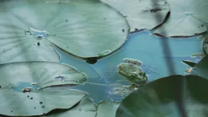 Close-up of a frog resting among lily pads in a serene pond environment. jigsaw puzzle