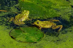 Close-up of two green frogs relaxing on lily pads in a pond, surrounded by duckweed. jigsaw puzzle