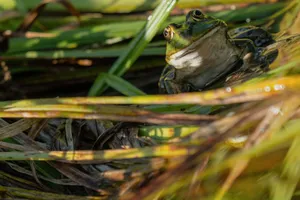 Close-up of a green frog sitting on reeds in a pond, showcasing natural habitat. jigsaw puzzle