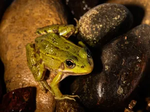 A vibrant green frog on wet rocks, captured in Aukštadvaris, Lithuania. jigsaw puzzle