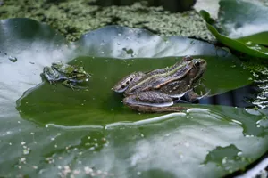 Two frogs resting on a lily pad in a serene pond setting, surrounded by aquatic plants and calm waters. jigsaw puzzle
