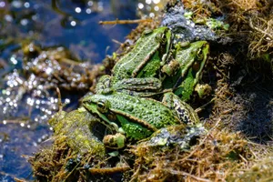 Three green frogs sitting on mossy rocks near water in vivid sunlight. jigsaw puzzle