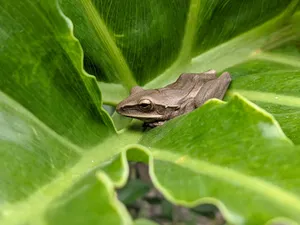 A detailed view of a frog resting on a vibrant green leaf in Bandung, Indonesia. jigsaw puzzle