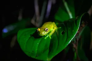 A vivid green frog perched on a leaf, illuminated beautifully in a dark, tropical environment. jigsaw puzzle