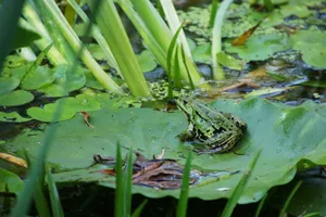A green frog sitting on a lily pad in a tranquil pond, surrounded by lush foliage. jigsaw puzzle