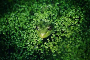A close-up shot of a frog camouflaged among vibrant green duckweed in a pond. jigsaw puzzle
