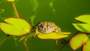 Close-up of a frog resting on a lily pad in a green pond surrounded by leaves. jigsaw puzzle